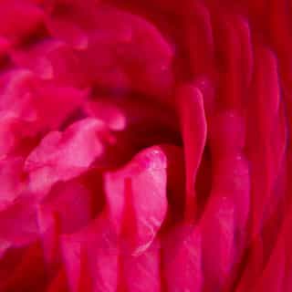 Gingembre Rouge Água Perfumada de Bem-Estar