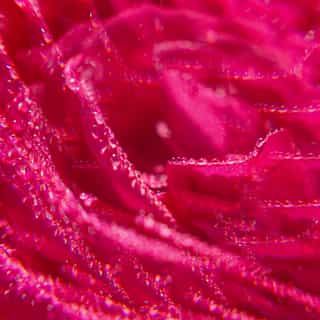 Rose Água Perfumada de Bem-Estar