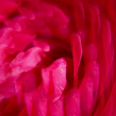 Gingembre Rouge Creme de Mãos de Bem-Estar