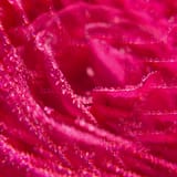 Rose Gel de Duche de Bem-Estar
