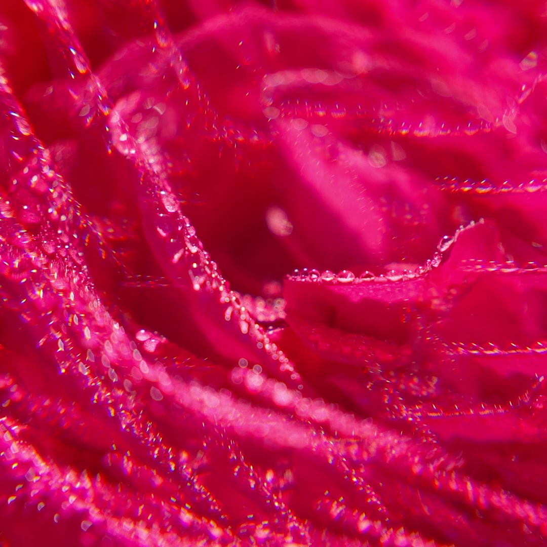 Rose Gel de Duche de Bem-Estar