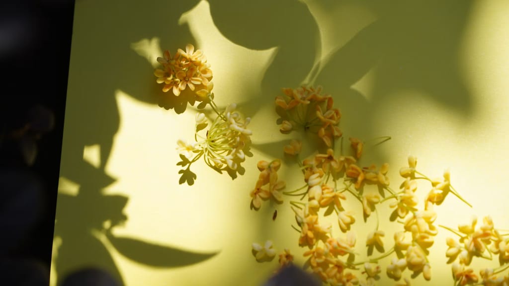 Osmanthus: a flor secreta que cheira a damasco e conquista os perfumistas
